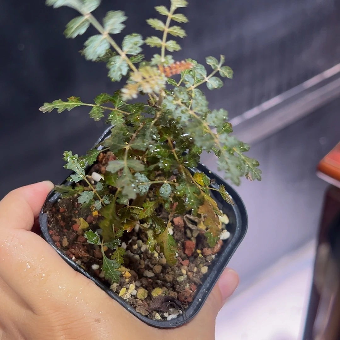 253选拔索娜乳香88888888