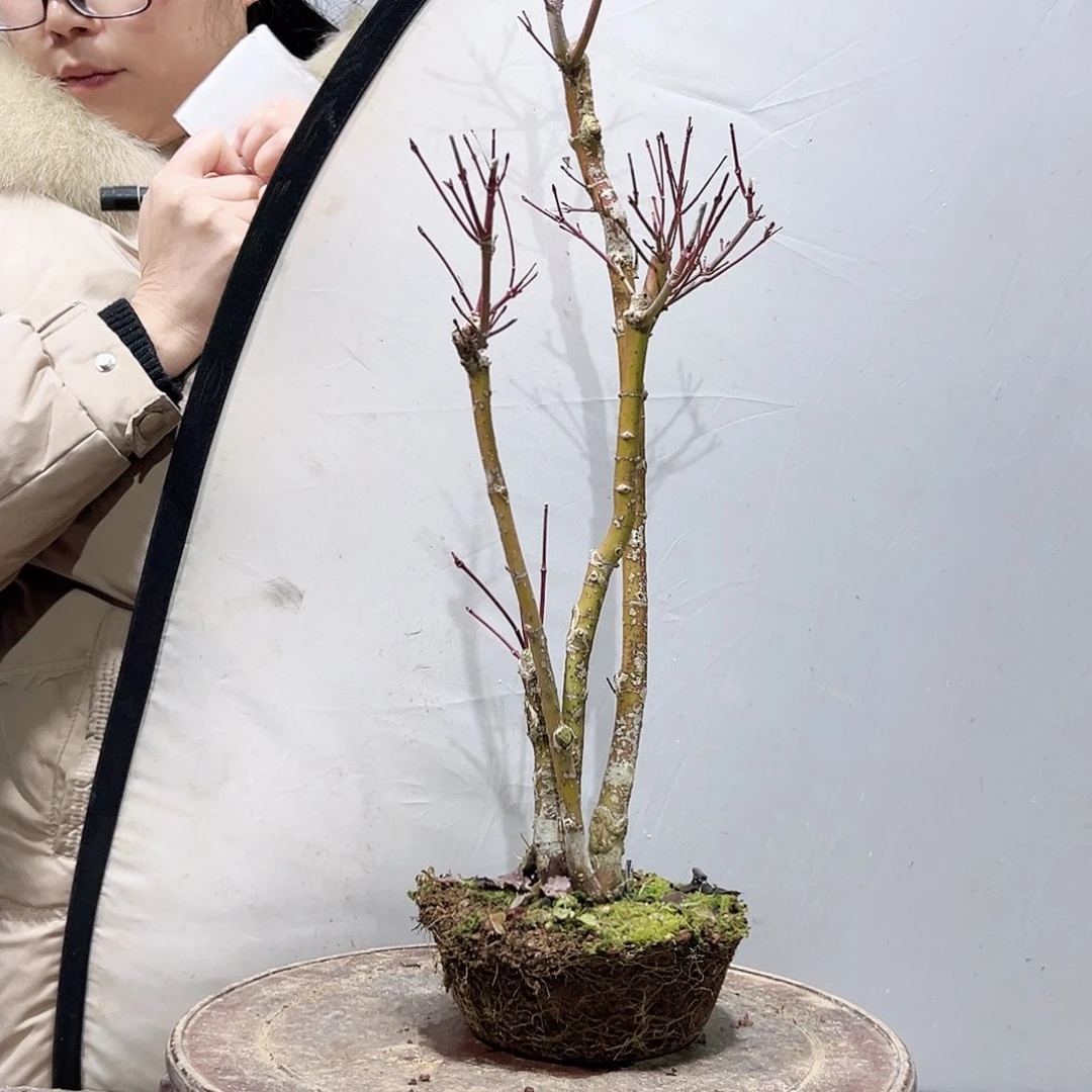 星*舞高端盆栽红枫