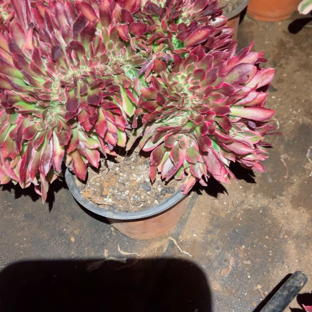 774 号多肉植物法师新年福利叶子会发黑