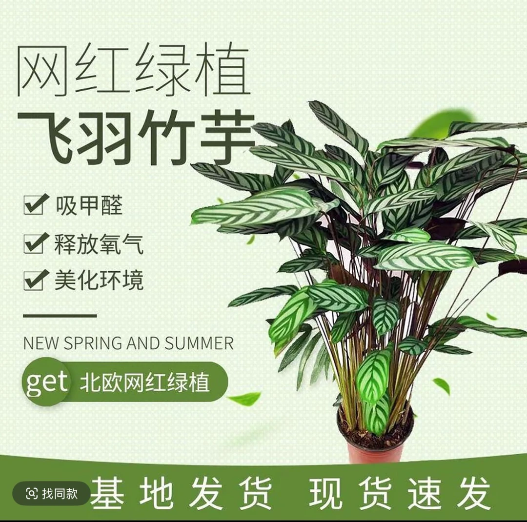 新飞羽竹芋室内盆栽耐阴好养四季常青观叶绿植不含盆