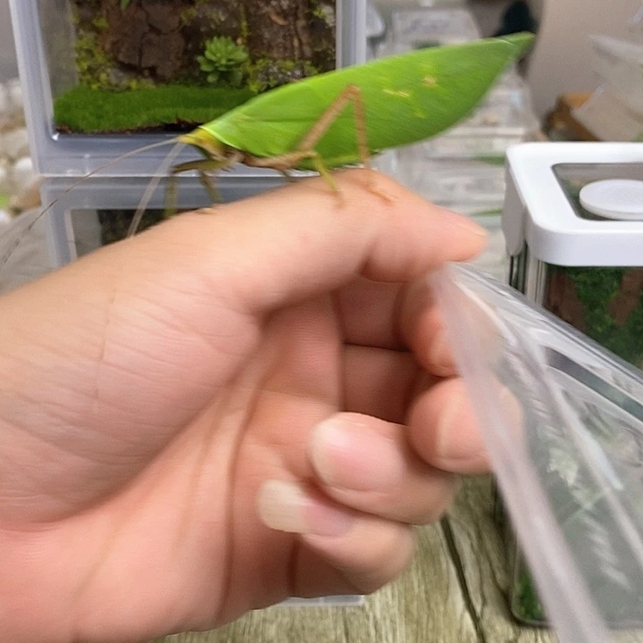 素背一只啊啊啊啊啊啊