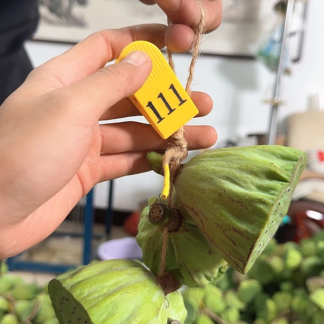 蒋***吃鲜莲蓬一串大的22个小的26个