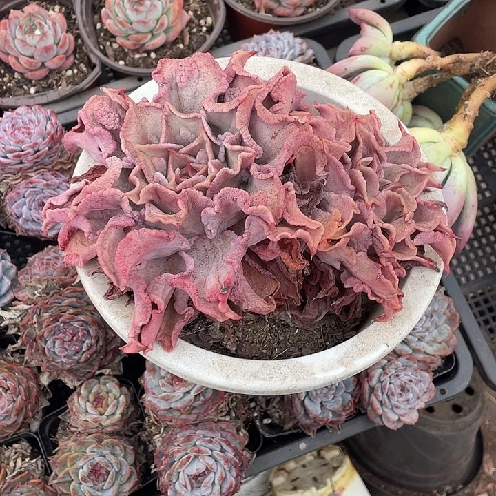 阆***狼瘤子饺子皮多肉植物