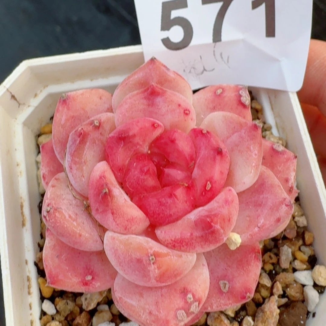 冰魄         精品多肉