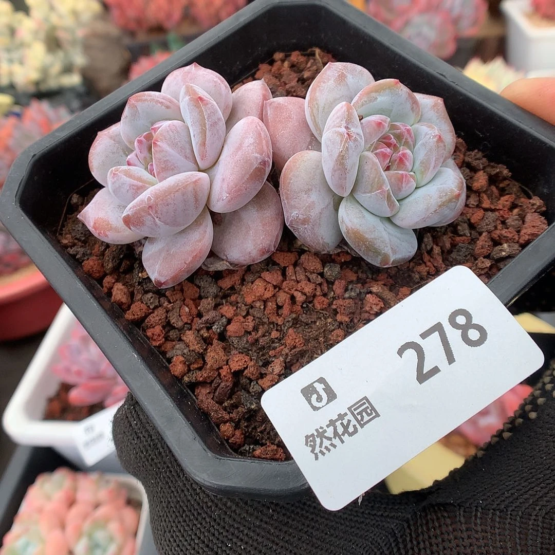 278星影多肉植物666