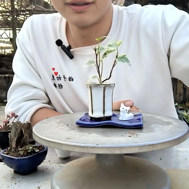 ＋小盆景小植物一物一拍263