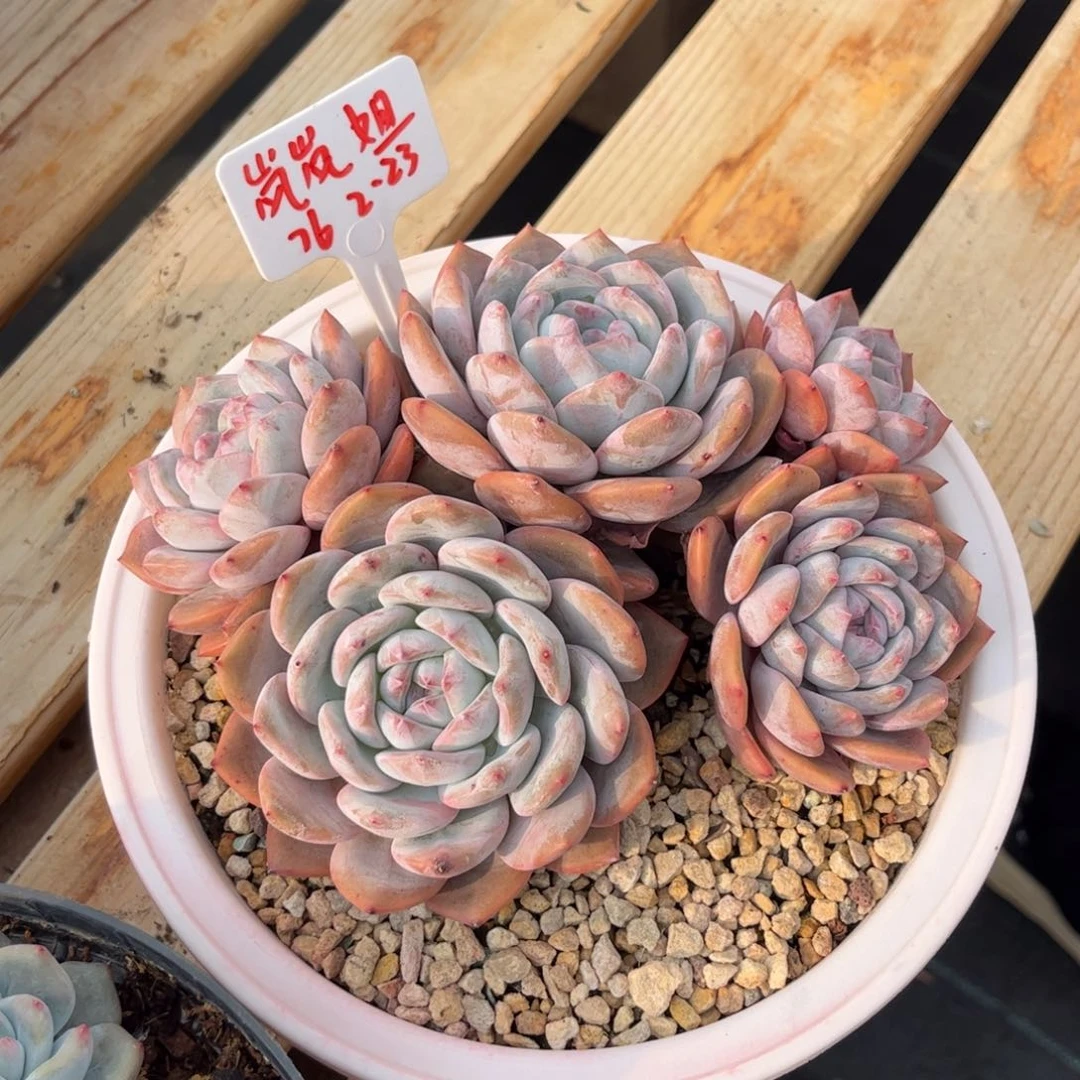 岚岚姐石榴籽多肉植物