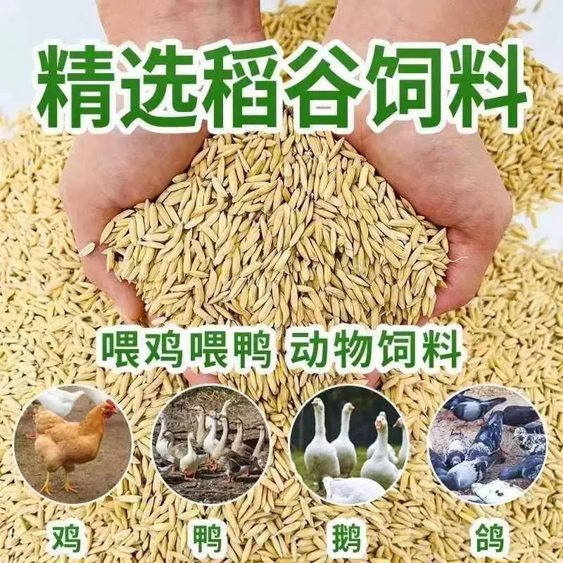 20斤精选带壳稻谷饲料喂鸡鸭鹅鸽子鸟类圈养禽类