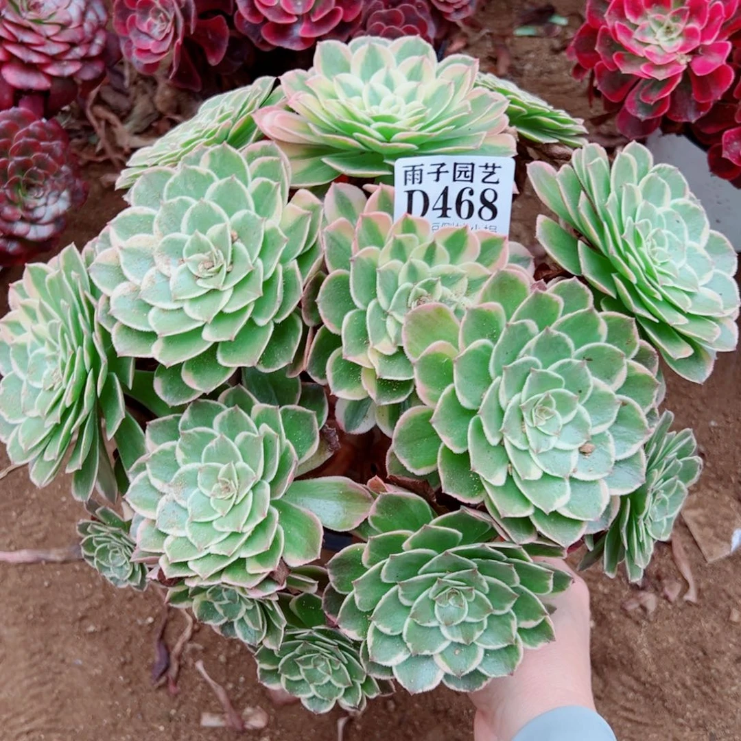 468孔雀翎尺寸25左右