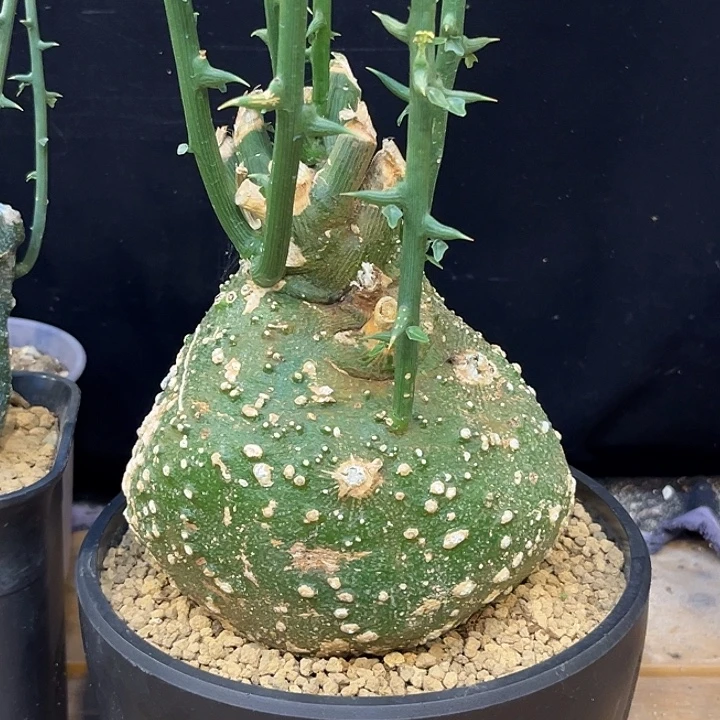 汤圆植物球腺蔓圆圆