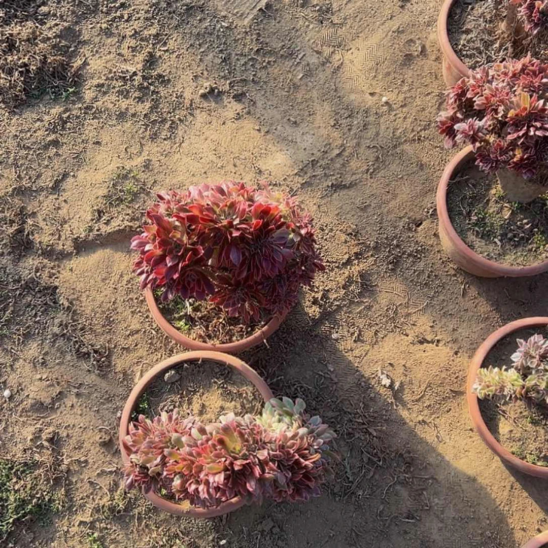 风**合女神缀化脱土发货