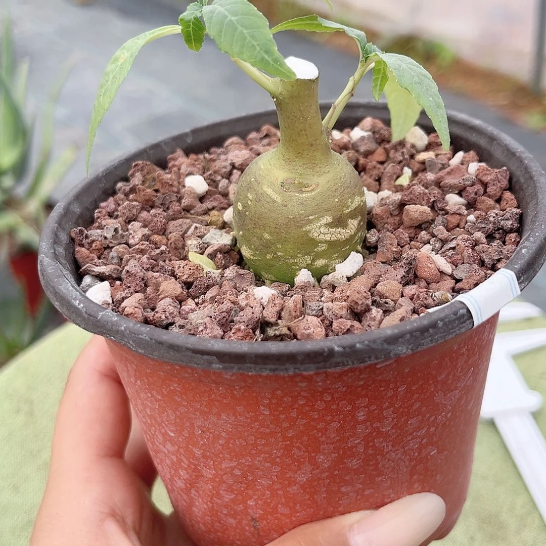 多肉植物飞碟流桑实生