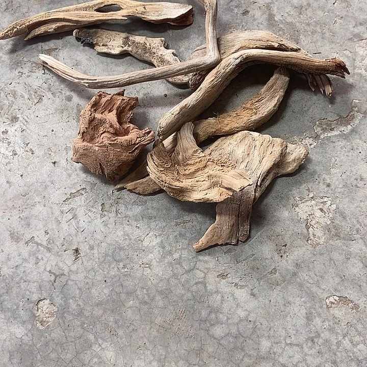 香榧木诗*太行天下第一
