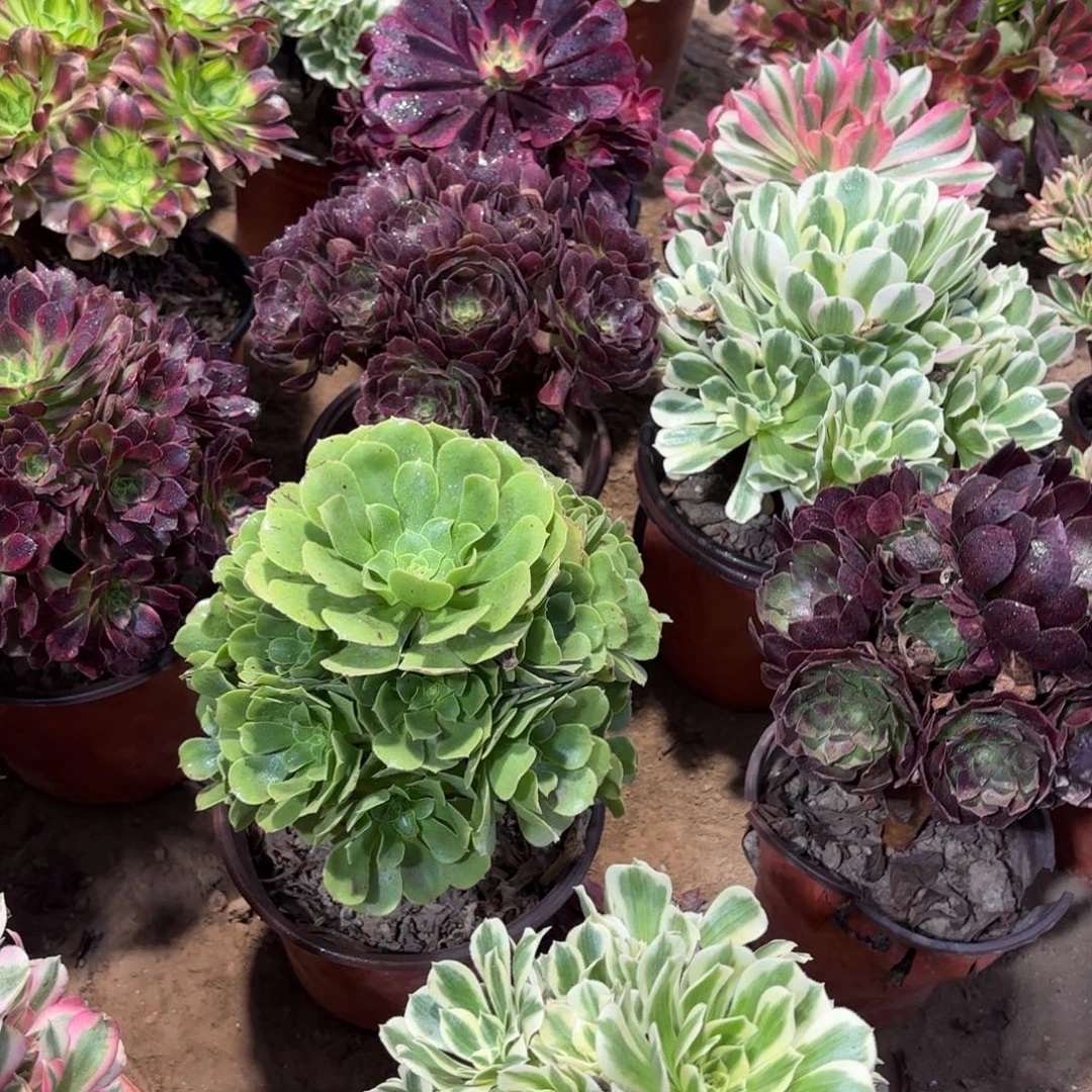 绿杨蓉手捧9.9多肉植物