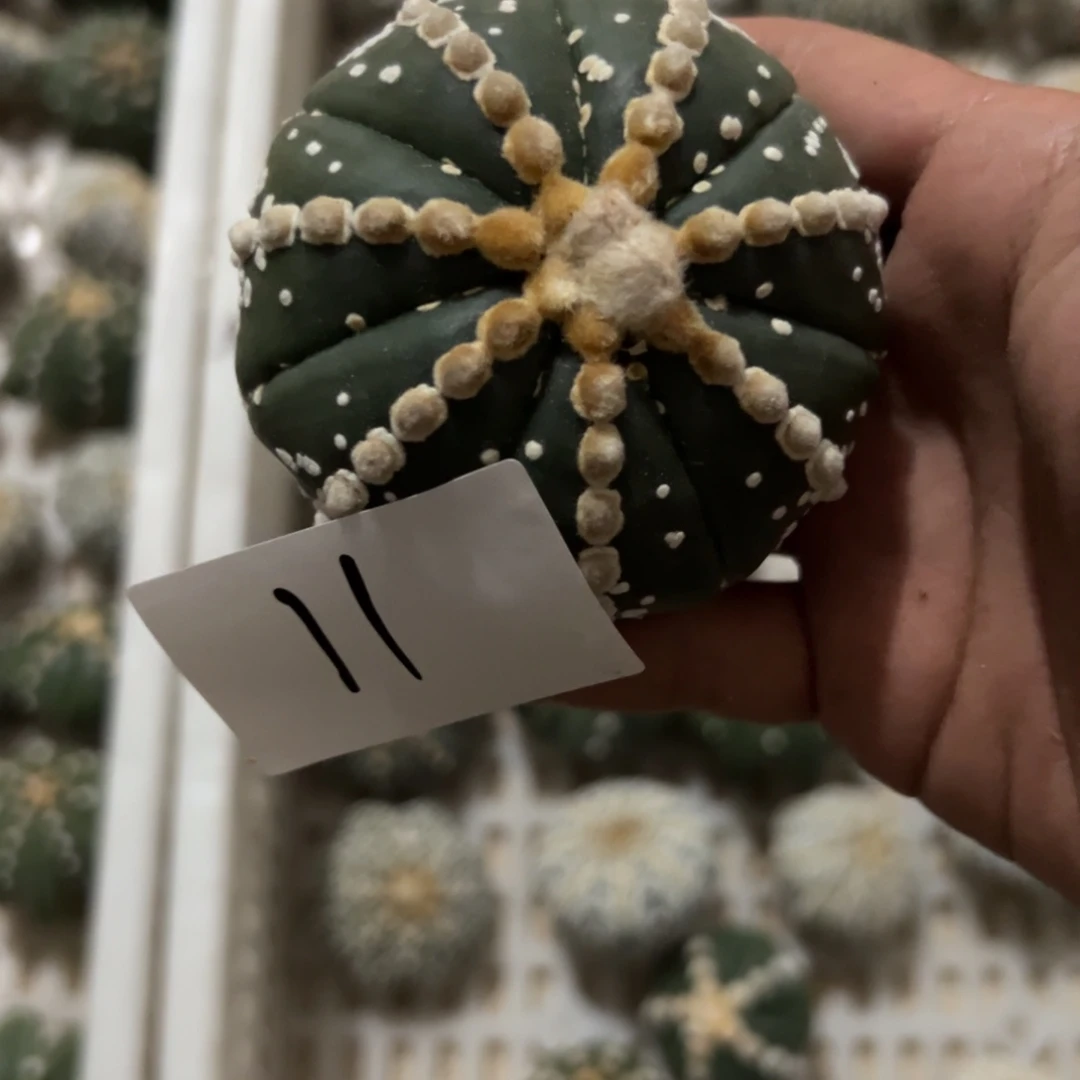 德***杀11 号仙人球多肉植物