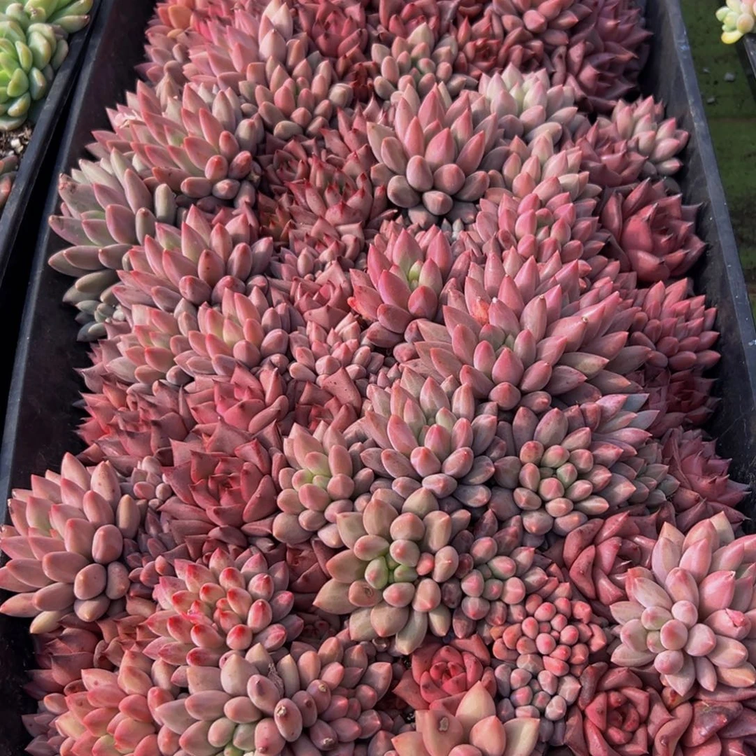 小***秀713多肉葡萄的味道是