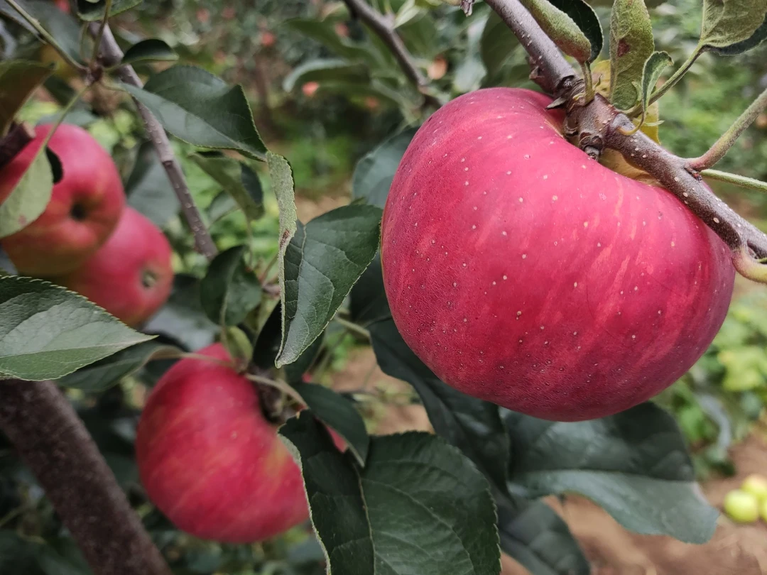 红露苹果2025年云南新鲜脆甜丑苹果当季水果现摘现发云南红露苹果
