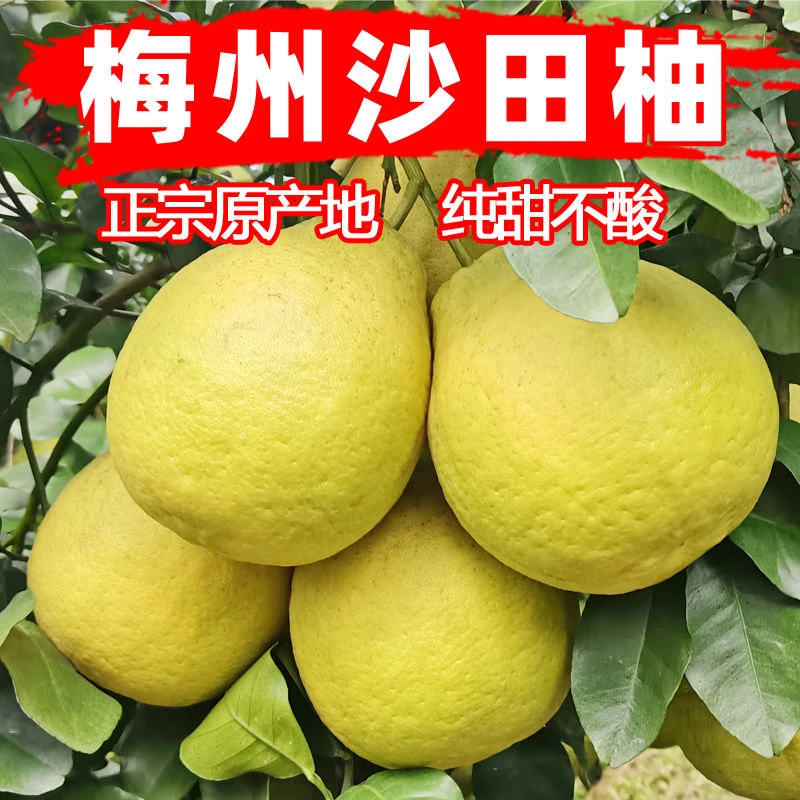正宗梅州沙田柚非广西容县纯甜不酸新鲜柚子清甜浓郁孕妇水果