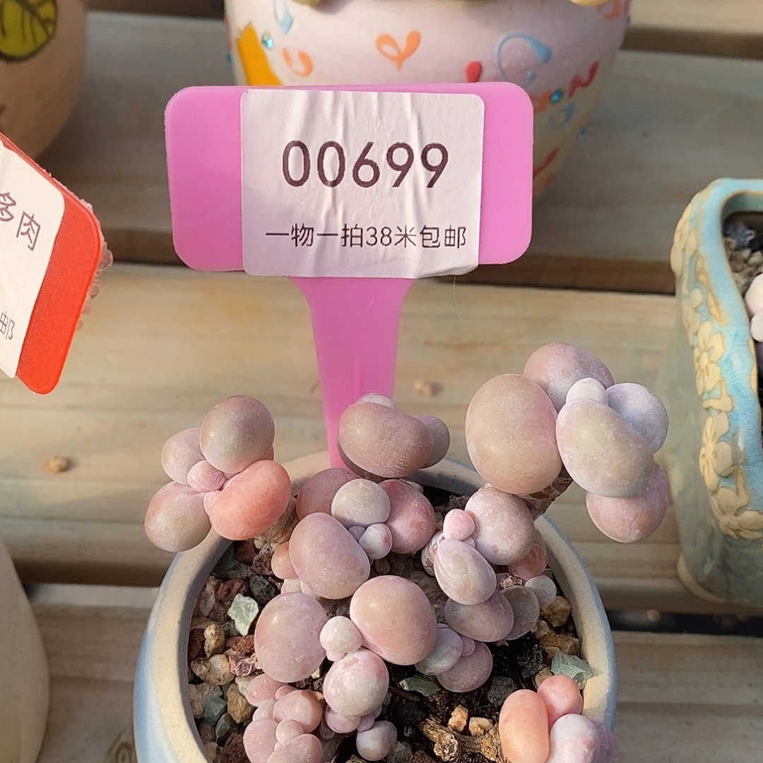 00699奥体啦啦，哦璐璐