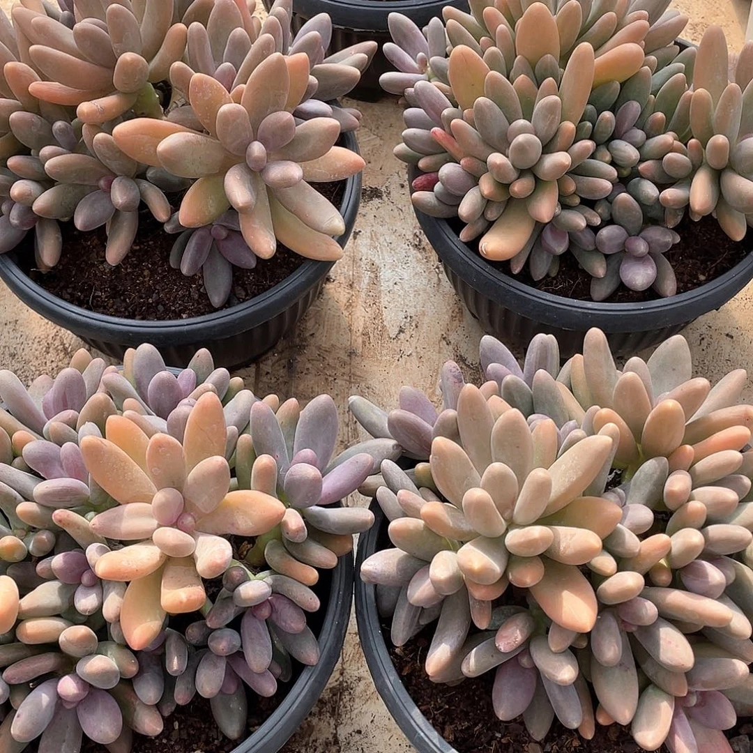 糖果美人精控群生18厘米可挑