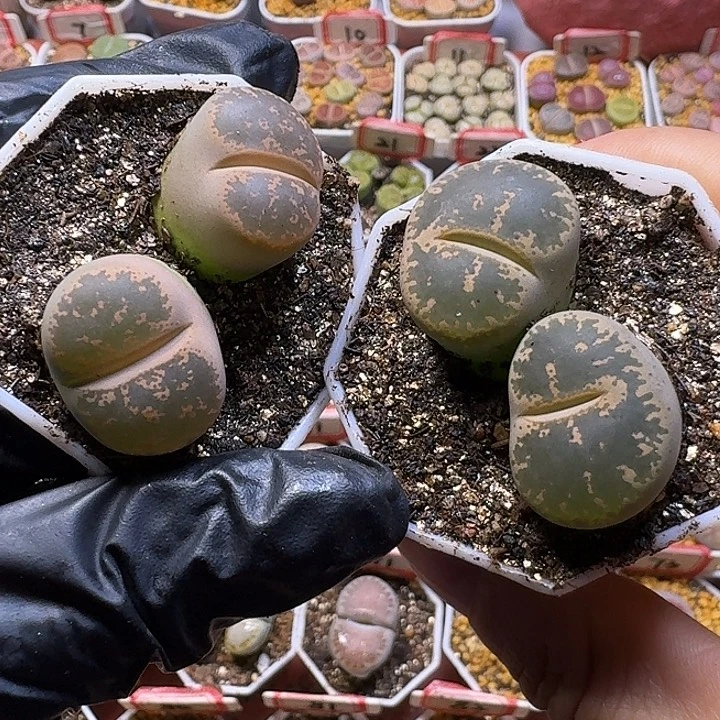 生石花1111111。    190