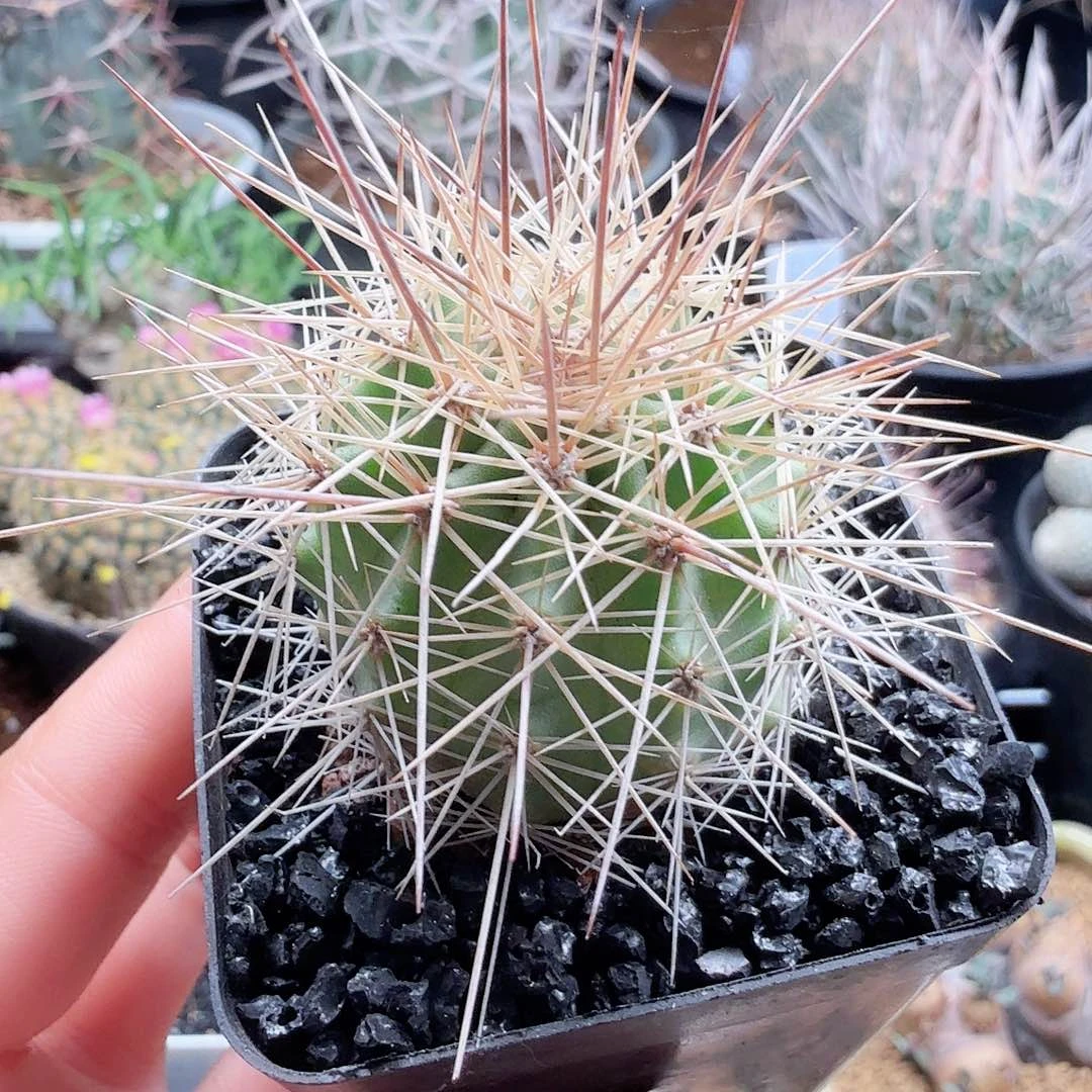 实生长刺海虾脱土发货