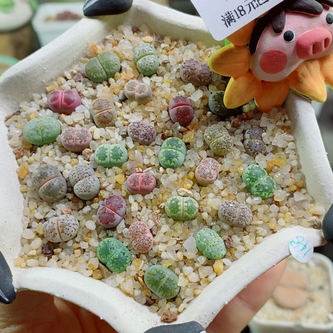 生石花花花花花花花花417
