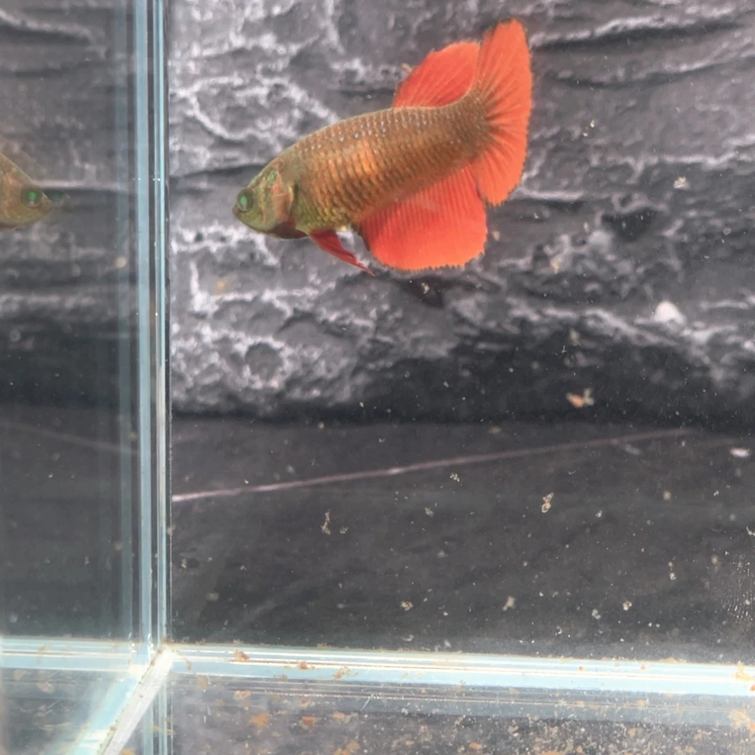 斗鱼红魔半月母鱼