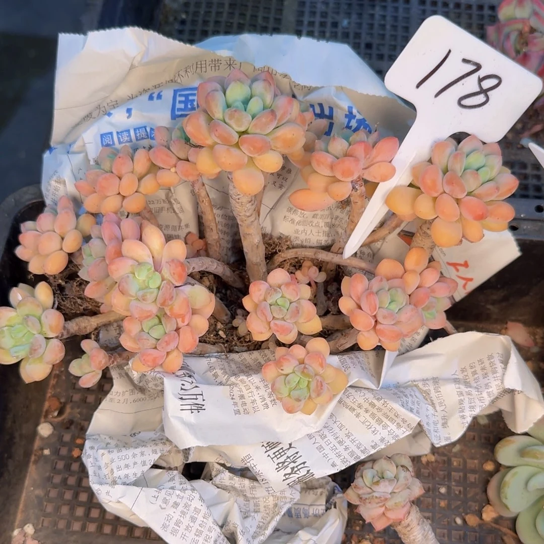 多肉植物的生长发育与
