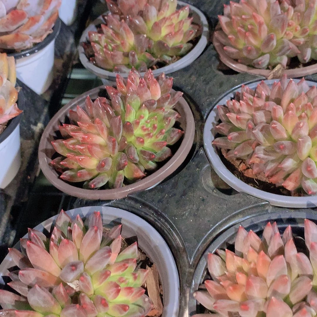 甲骨文群2456789990000