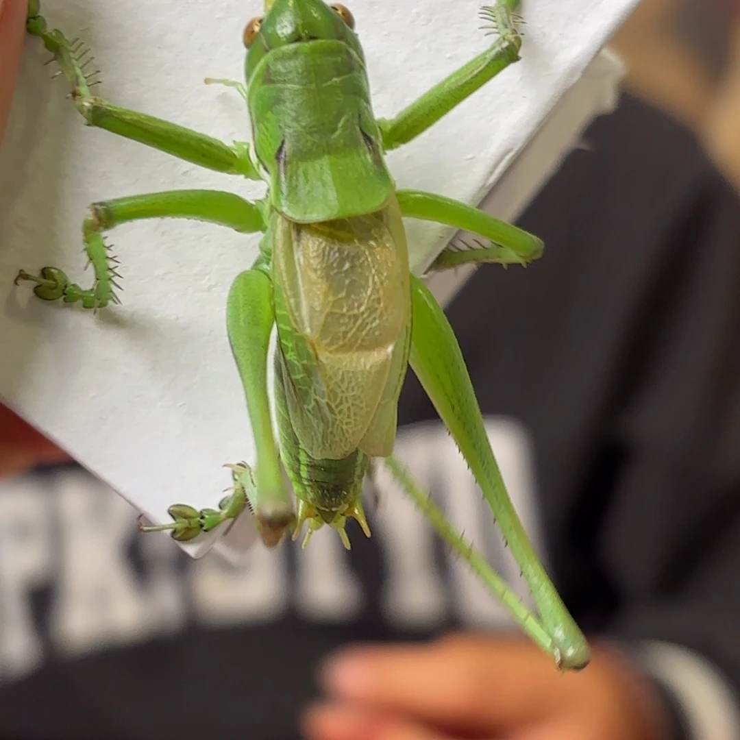 小***万蝈蝈蝈蝈福福价格