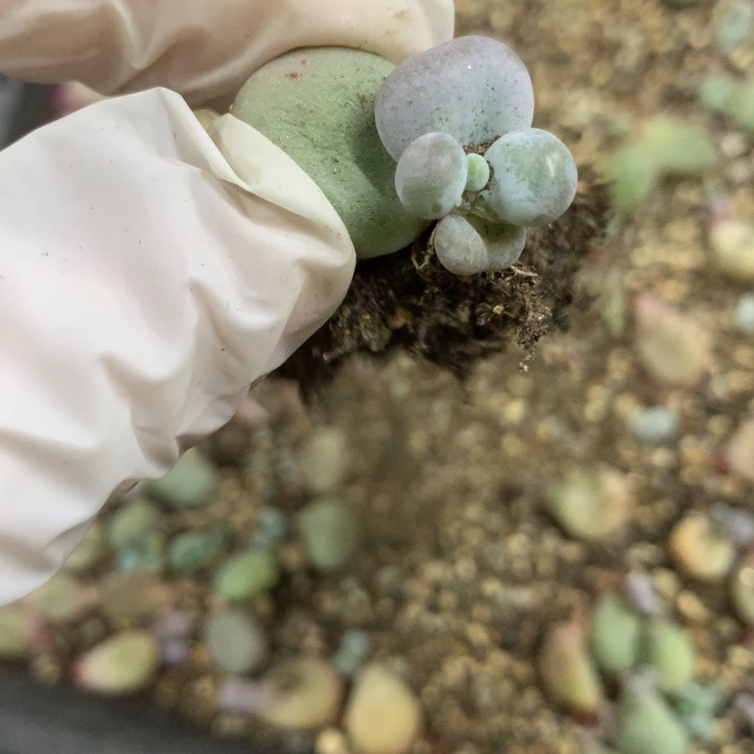 水光针奶酪多肉水光针