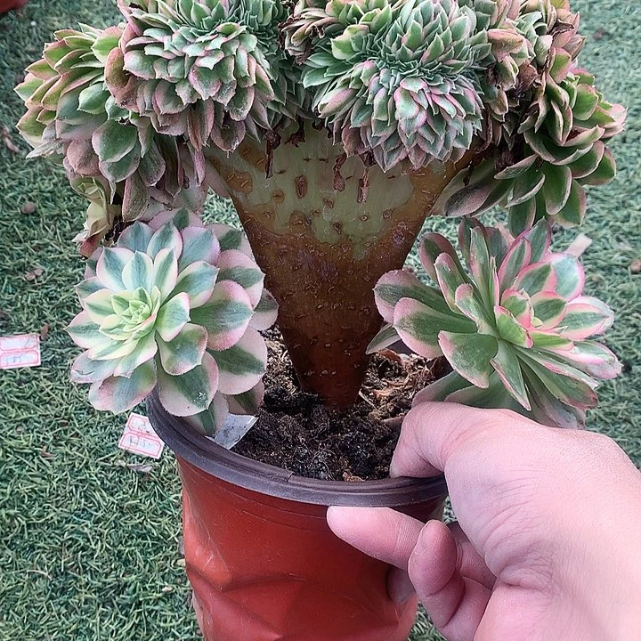 665倾城缀化多肉植物