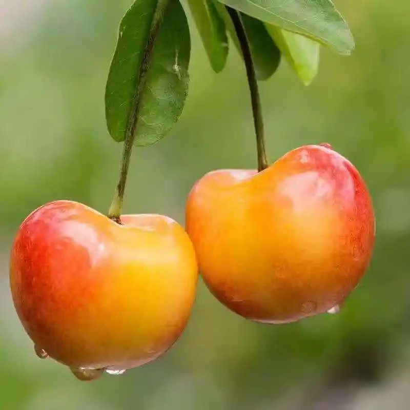 【618福利】密云本地佳红樱桃黄樱桃2斤L京东包邮新鲜水果佳红