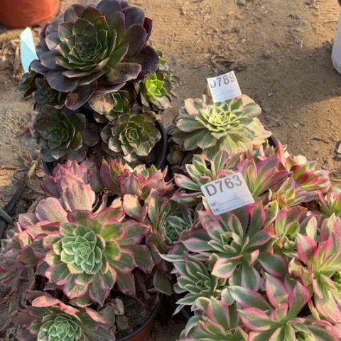 多肉植物魅金玉姿四个