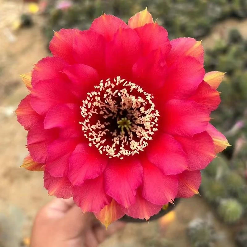 仙人球彩草毛花柱大花重瓣耐旱耐寒一物一拍      夏天