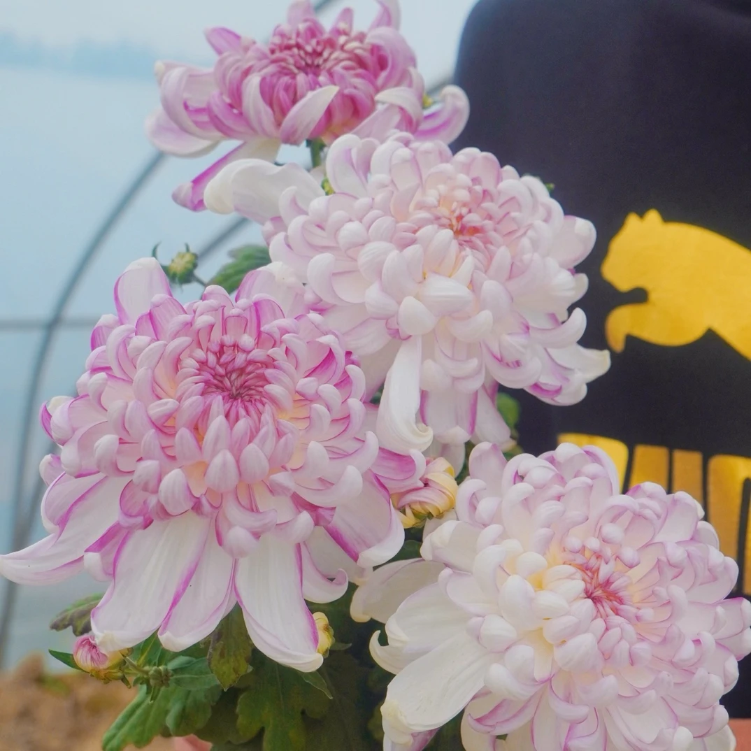 独本菊大菊可选颜色