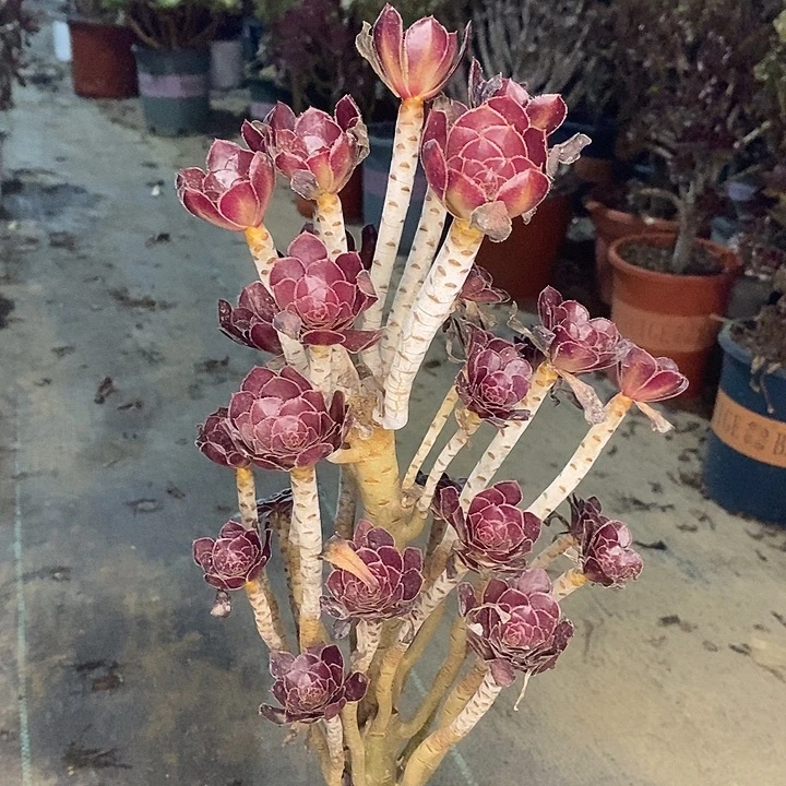 黑法多肉植物026