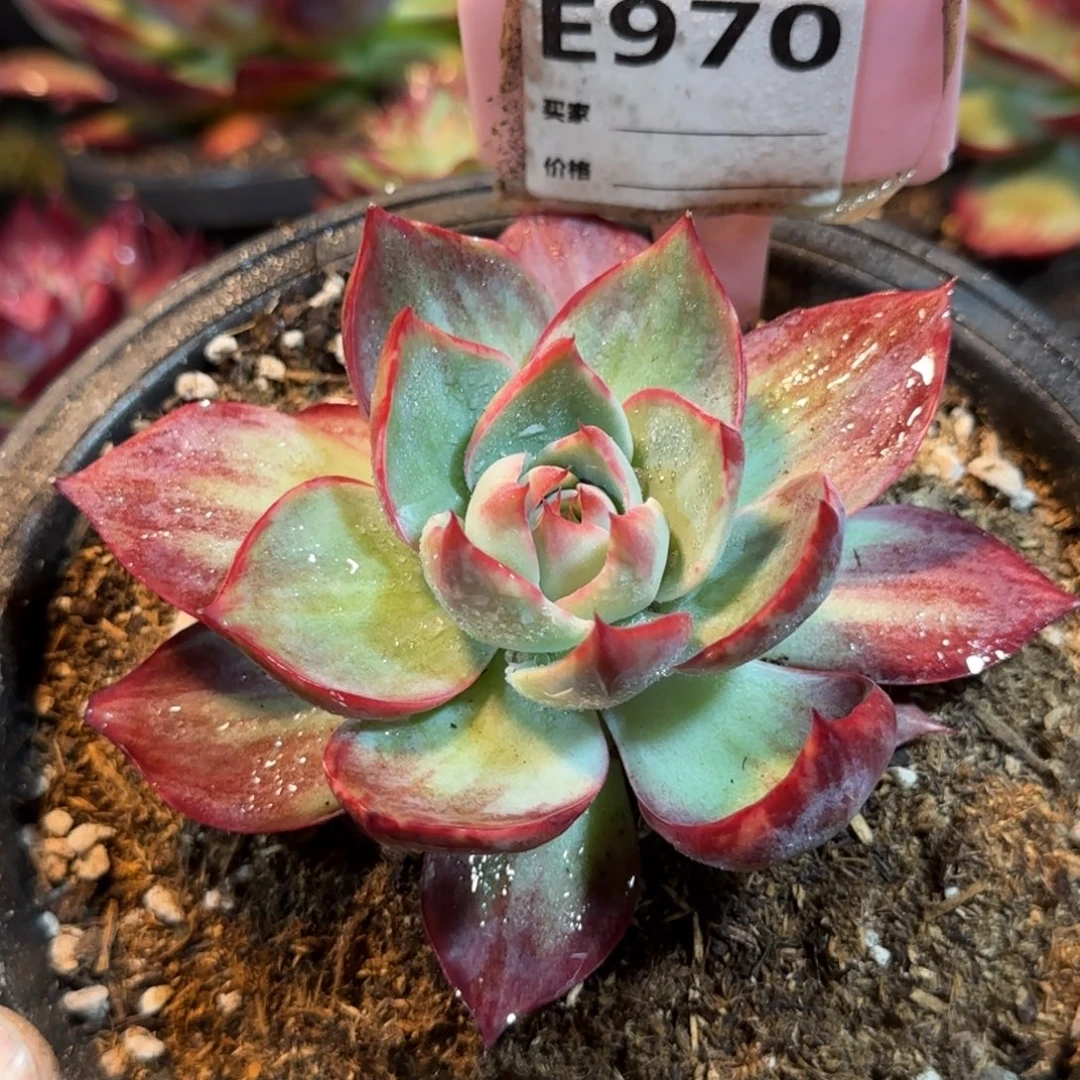 惊鸿一物一拍包装收缩花旱970