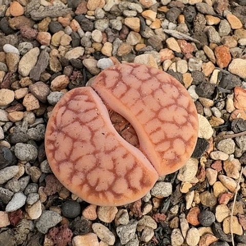 3373，拿铁曲母本带盆