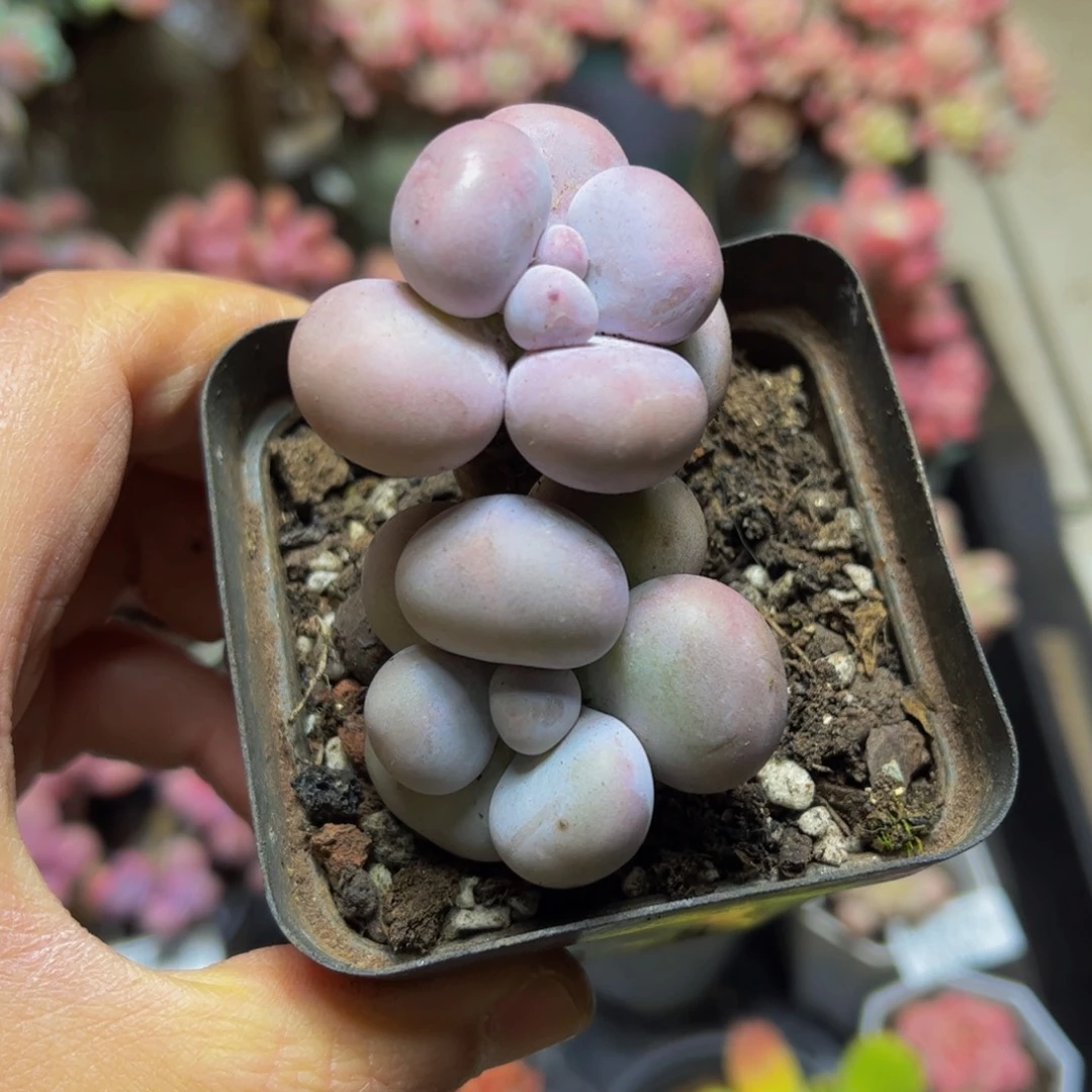 569芭比奶酪7厘米多肉