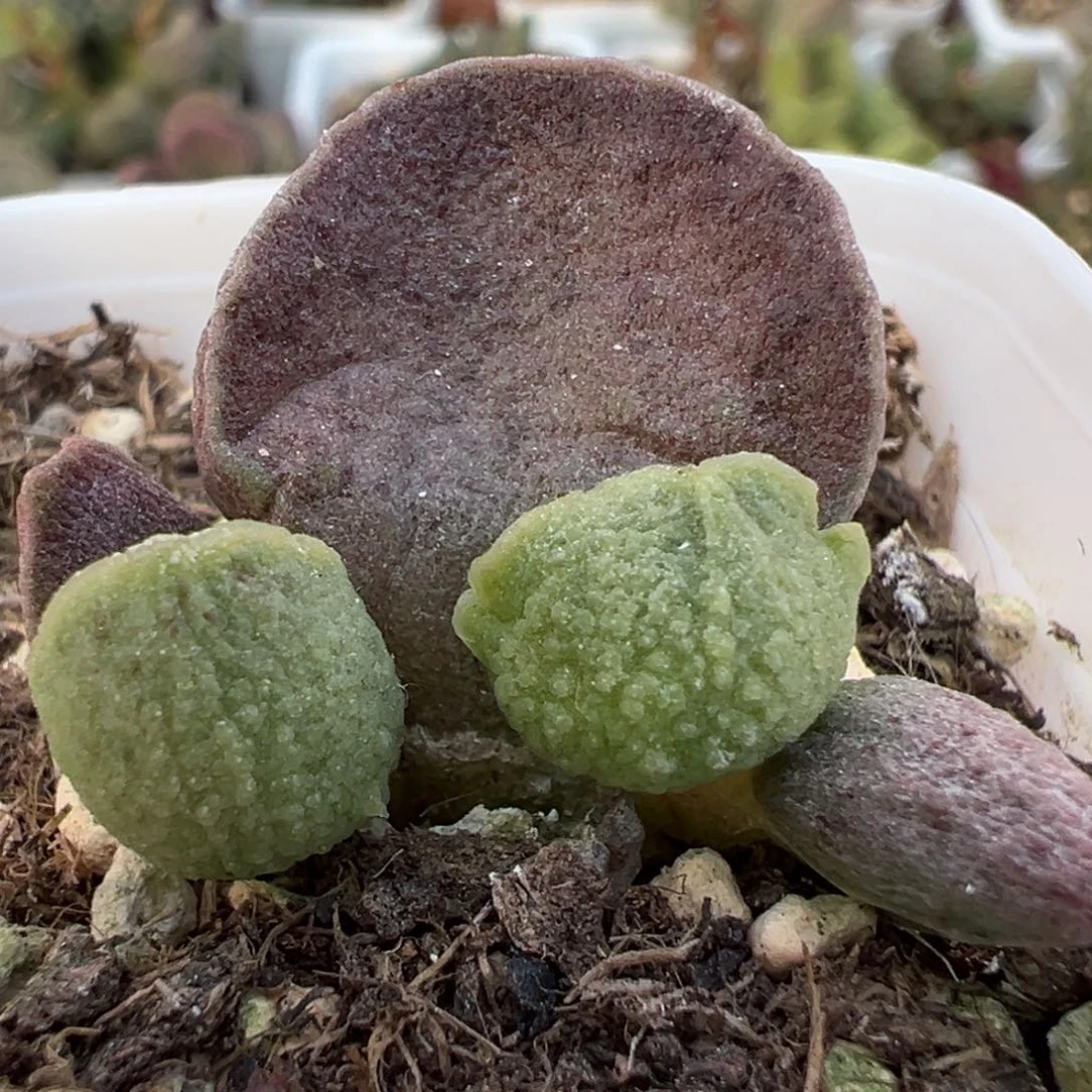 实生新品大苗多肉植物水泡