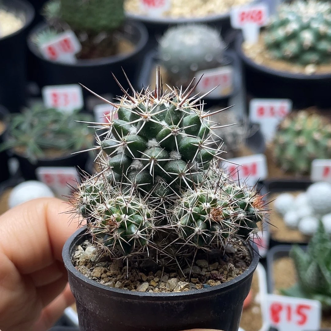 实生圣诞树宝塔丸