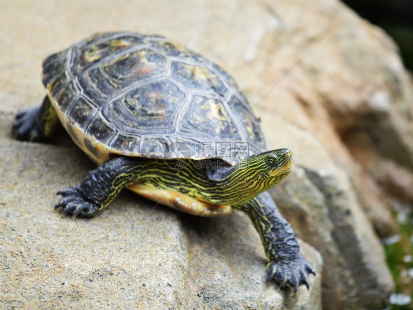 腾羽宠物活体购买