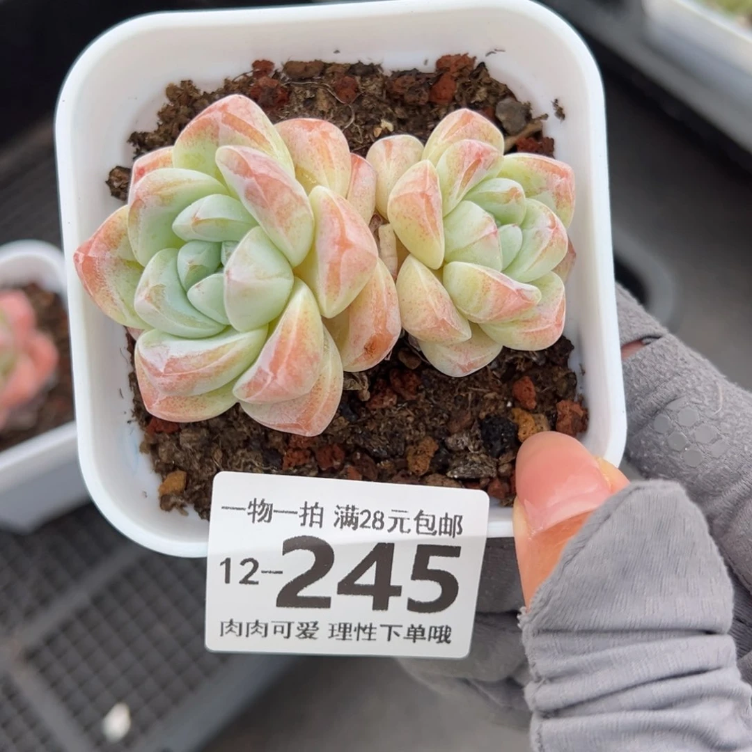 冰玉不包整多肉多肉