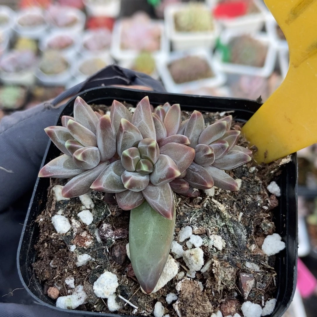 1946梵高美人多肉植物