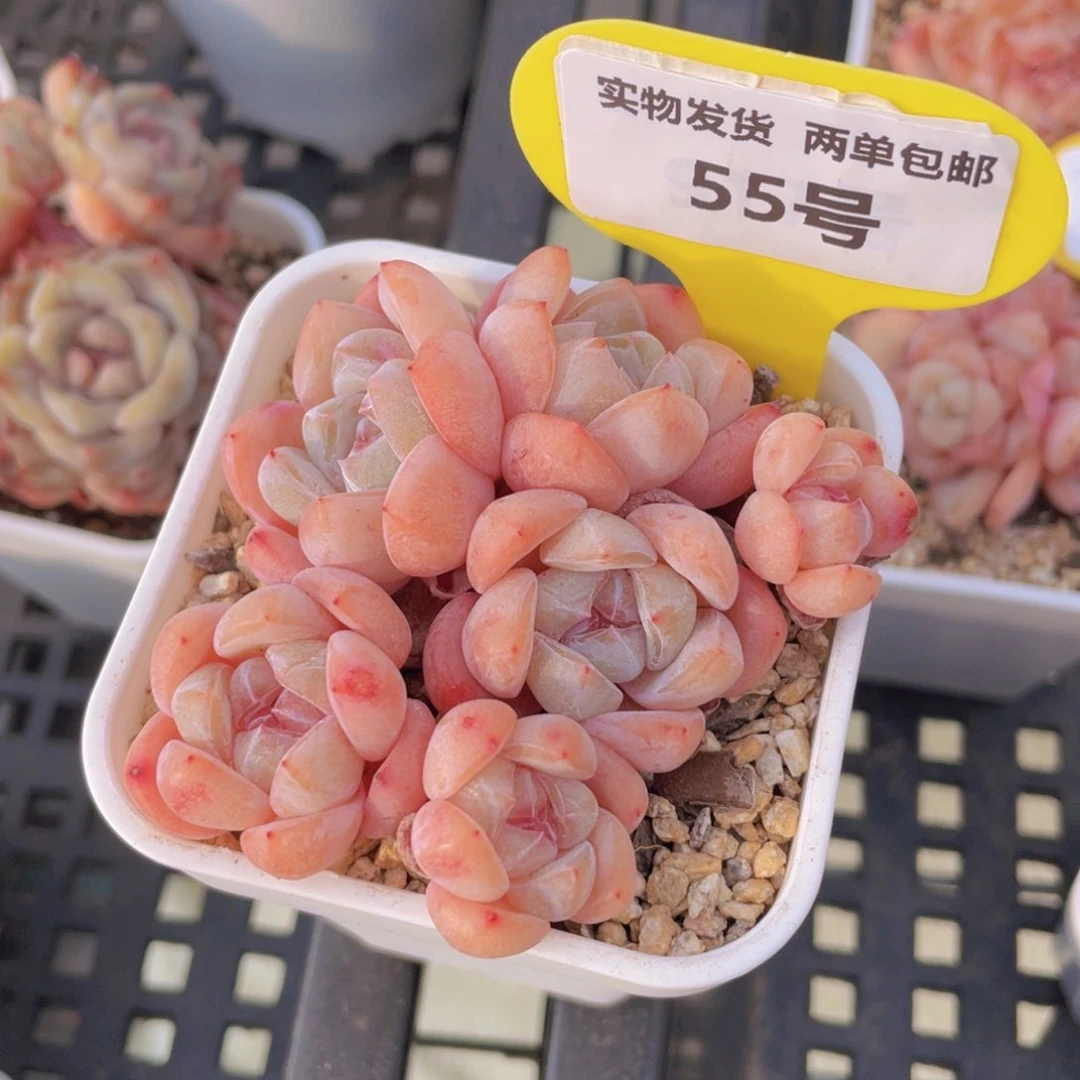 55号 六头糖心大白兔群一个