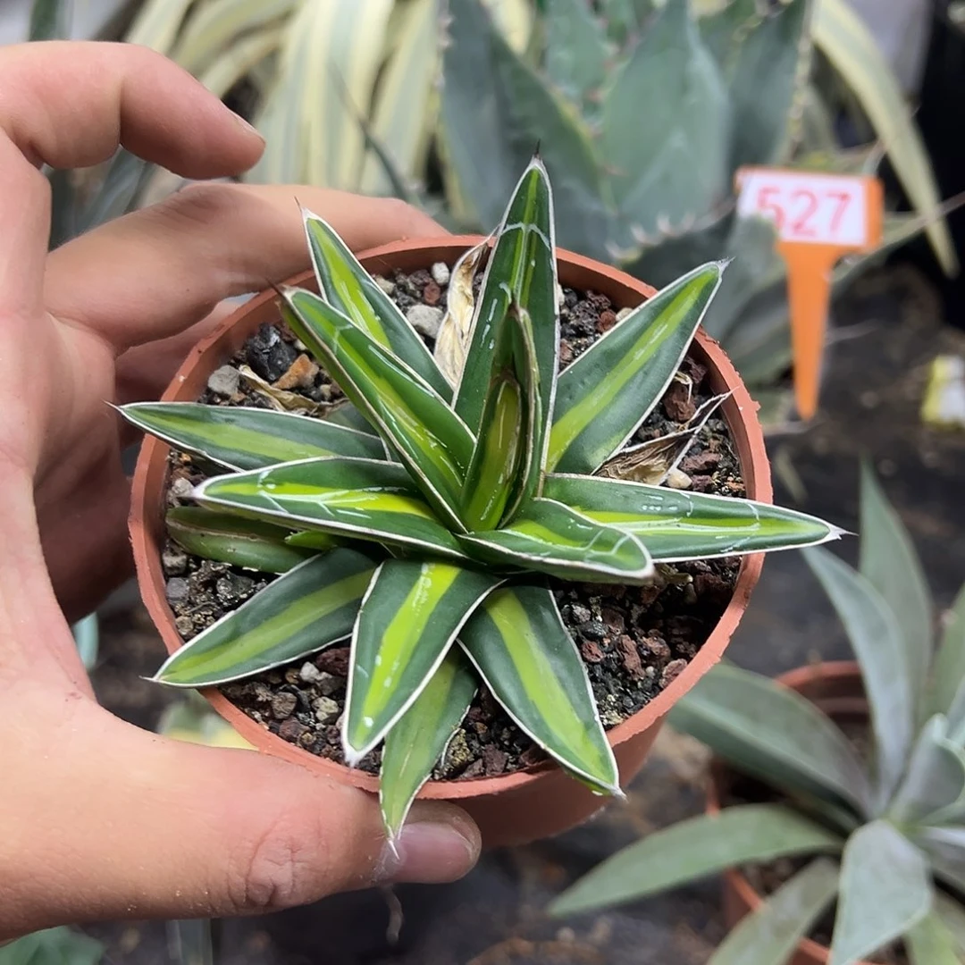 达摩中斑世之雪龙舌兰