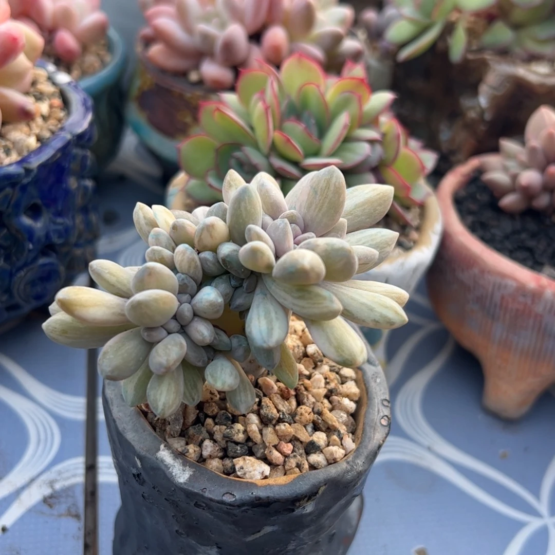 醉美人锦缀化多肉植物