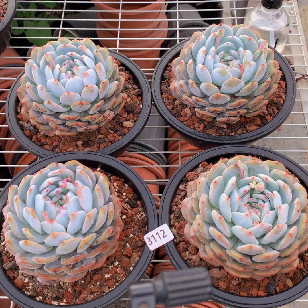 3112四个一起大单头